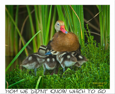 Baby BBW Ducklings with Mom (Dendrocygna autumnalis)