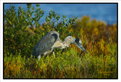 Great.Blue Heron (Ardea herodius)  Full Frame