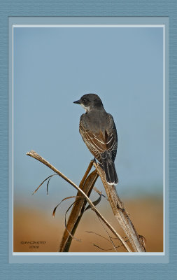 Eastern Kingbird ( Tyrannus trannus)
