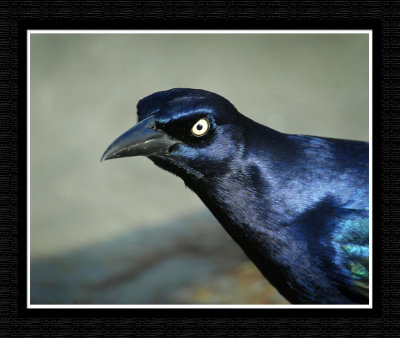 Boat -Tail Grackle ( Quiscalus major)