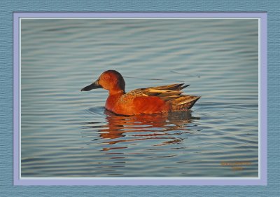 Cinnamon Teal (Anas cyanoptera)