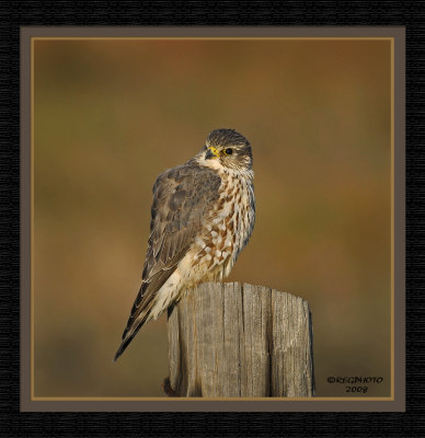Merlin ( Falco columbarius)