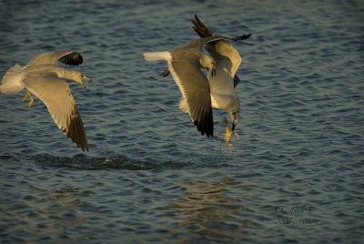 Two Laughing Gulls (Larus atricilla) and one Ringed Bill Gull (Larus delawarensis) chasing