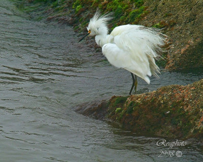 Snowey Egret (Egretta thula)