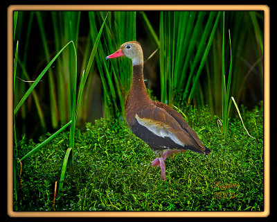 Black Bellied Whisteling-Duck  (Dendrocygna autumnalis)