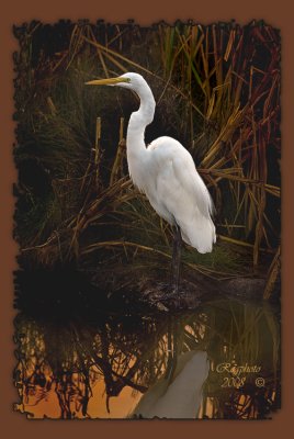 Great  Egret (Ardea alba)