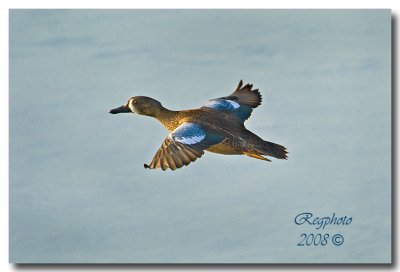 Blue-winged teal (Anas discors) Male