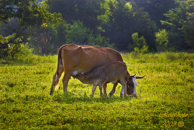 Cow with Nursing Calf