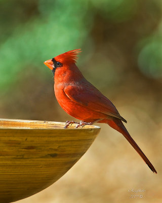 Cardinal  (Cardinalis cardinalis) Male
