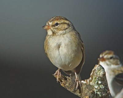 Chipping sparrows  (Spizella passerina)