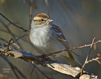Chipping sparrow (Spizella passerina)