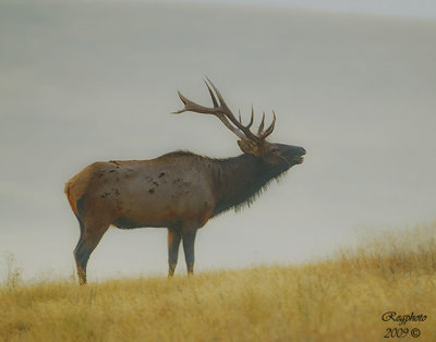 Bull Elk