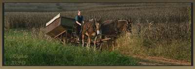 Young Amish Lady with Mule team.