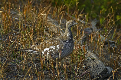 Blue Grouse (Dendragapus obscurus) Male
