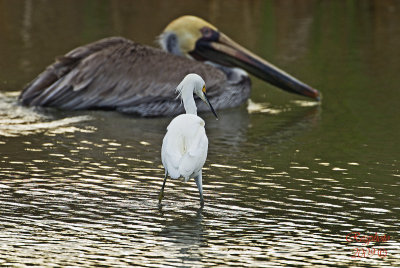 Snowy Egret w/ Brown Pelican in bkg.