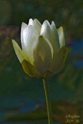 American lotus 