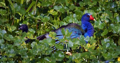 Purple Grallinule (Prophyrula martinica)