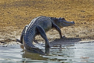 American Alligator( Alligator mississippiensis)