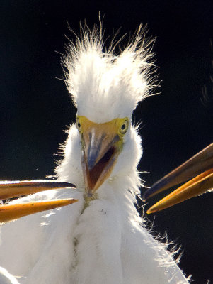 Great Egret (Ardea alba) Chick