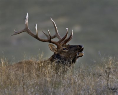 Bull Elk laying down bugeling NBR 10-08.jpg
