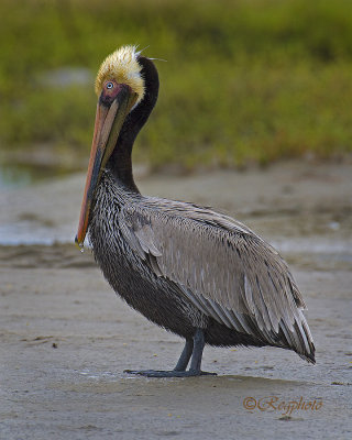 Brown Pelican (Pelecanus occidentalis)