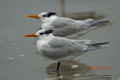 Royal Tern (Sterna maxima)