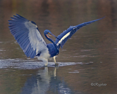 Tricolored Heron (Egretta tricolor)