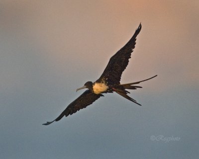 Magnificent Frigatebird (Fregata magnificens)