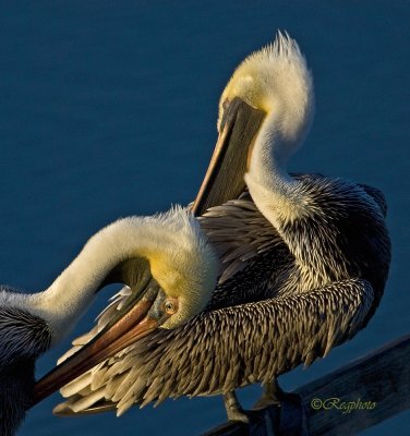 Brown Pelicans  (Pelecanus occidentalis)