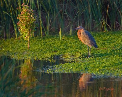 Reddish Egret  (Egretta rufescens)