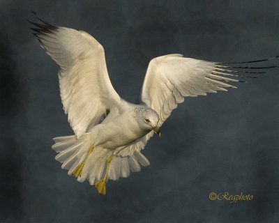 Ring-Billed Gull Landing as the Year  2010 comes to an end