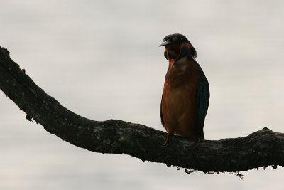 A Kingfisher that puke