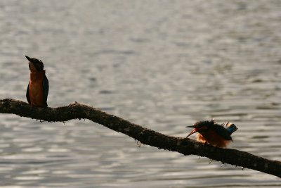 Kingfisher -  Alcedo atthis - ijsvogel
