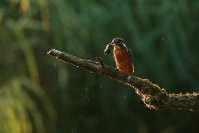 Kingfisher  with a young newt