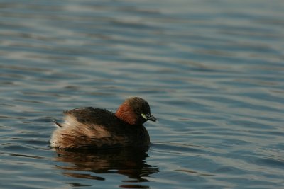 Little Grebe - Dodaars