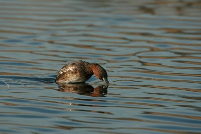 Little Grebe - Dodaars