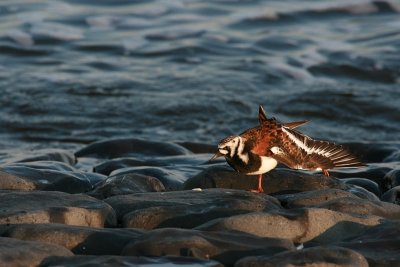 Ruddy turnstone - Steenloper