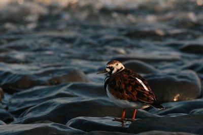 Ruddy turnstone - Steenloper