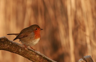 Robin- Erithacus - Roodborst