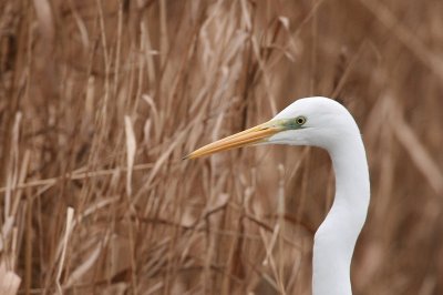 Great White Heron - Zilverreiger