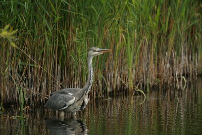 Grey heron - Reiger