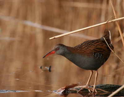 Water Rail - Waterral