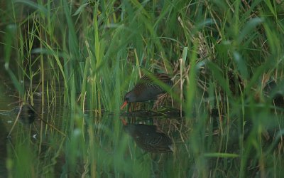 Water Rail - Waterral