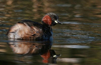 Little Grebe - Dodaars