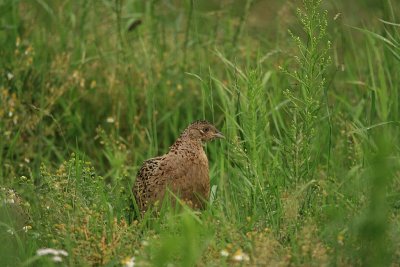 Pheasant -  Fazant
