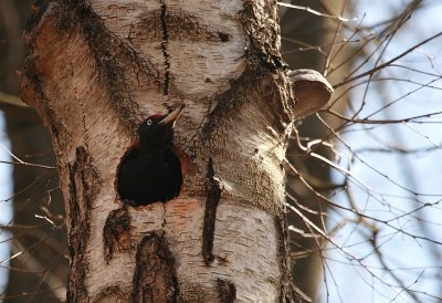Black Woodpecker - Zwarte specht