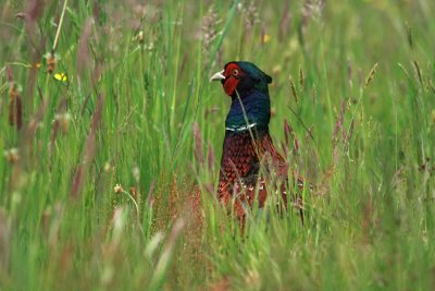 Pheasant -  Fazant