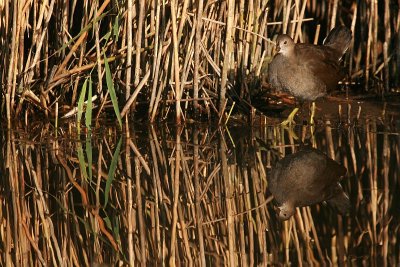 Moorhen - Waterhoen