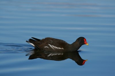 Moorhen - Waterhoen