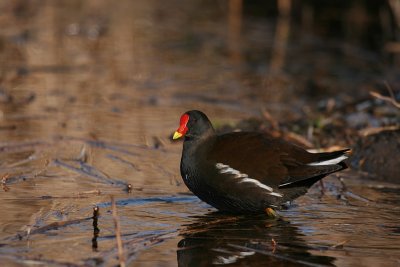Moorhen -  Waterhoen